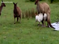 Zoophilia Porn - Fuck-hungry kangaroo is having intercourse with a sheep